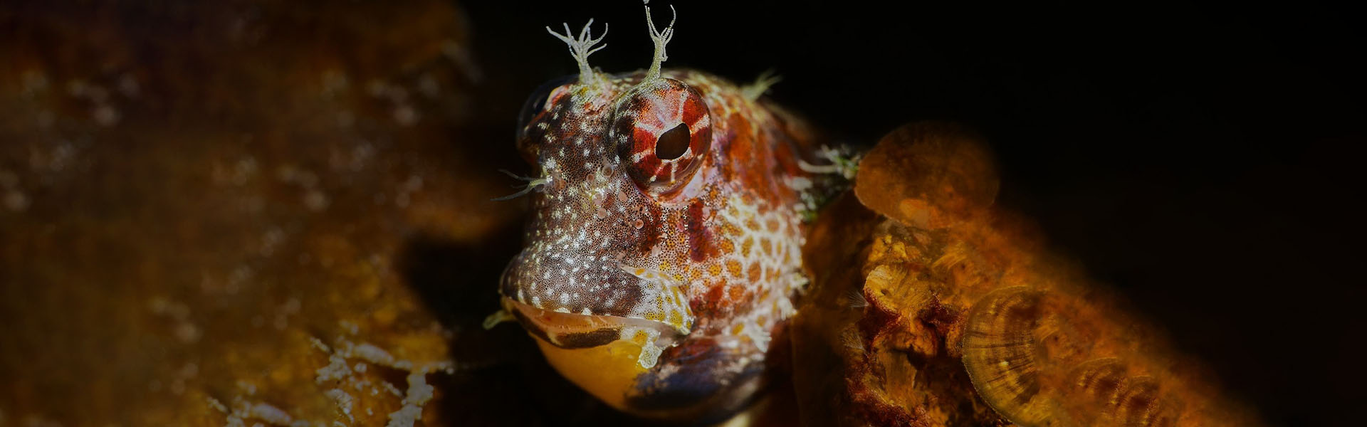 The Fringed Blenny